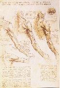 LEONARDO da Vinci The muscles of arm, shoulder and neck oil on canvas